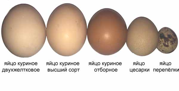 Размер яиц кур. Размер яиц. Диаметр куриного яйца. Яйцо цесарки размер. Размер яйца цесарки и курицы.