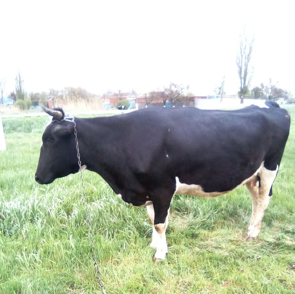 Коровы кировской области. Корова 18. Коровы чувашия. Коровы чувашия. Дойные коровы чувашия.